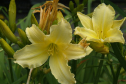 Hemerocallis citrinaDaglelie bestellen